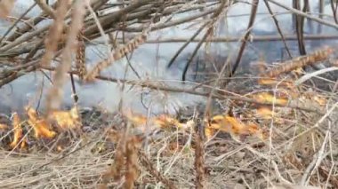 Doğada tehlikeli vahşi yangın, Kuru Çim yakar. Orman Glade yanmış siyah çim