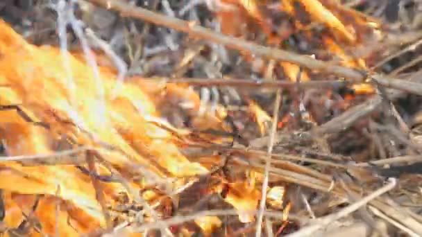 Hierba ardiente y ramas de cerca vista. Peligroso fuego salvaje en la naturaleza — Vídeo de stock