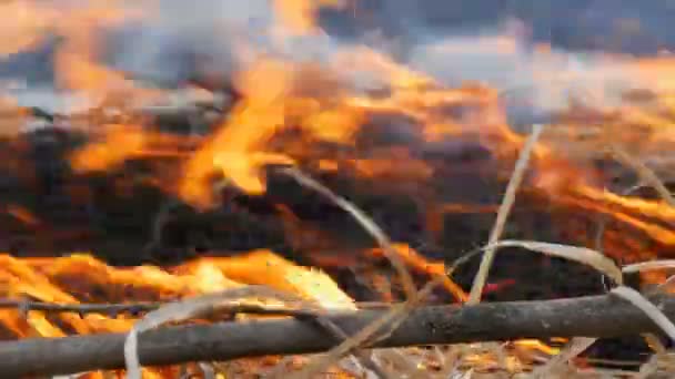 Herbe brûlante et branches vue de près. Un feu de forêt dangereux dans la nature 