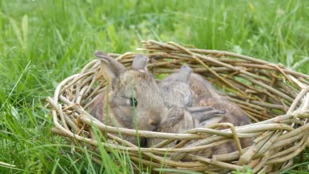 Pequeños recién nacidos divertidos de conejo gris de una semana de edad en un nido hecho a mano o cesta de mimbre sobre hierba verde en verano o primavera — Vídeo de stock