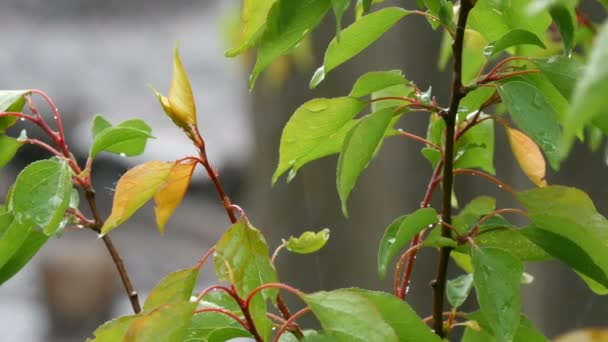 Слепой или грибной дождь и солнце на ветвях и листьях древесного абрикоса вблизи. Теплый дождь летом или весной — стоковое видео