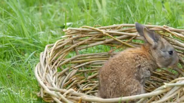 Little funny newborns of week old gray rabbit in a handmade nest or basket of wicker on green grass in summer or spring — Stock Video