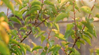Kör veya mantar yağmuru ve dalları ve ağaç kayısı yaprakları üzerinde güneş yakın görünümü. Yaz veya ilkbaharda ılık yağmur