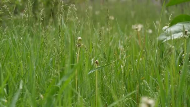 Gouttes de pluie printanière ou estivale dégoulinant sur l'herbe verte des prés 