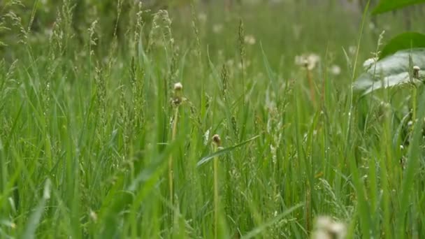 Gocce di pioggia primaverile o estiva che gocciolano sull'erba verde del prato — Video Stock