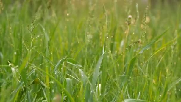 Gotas de lluvia primaveral o veraniega goteando sobre hierba verde del prado — Vídeo de stock