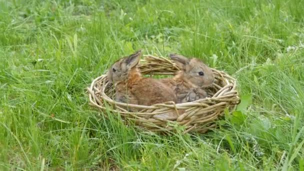 Little funny newborns of week old gray rabbit in a handmade nest or basket of wicker on green grass in summer or spring — Stock Video