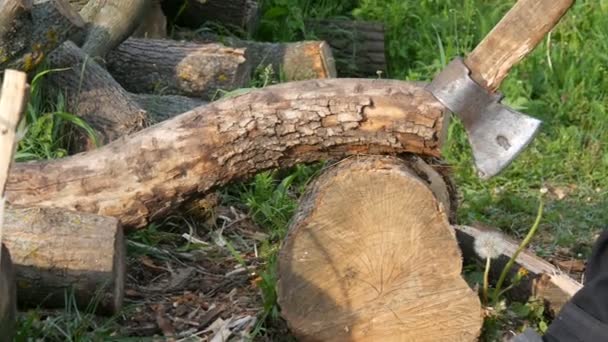 오래 된 빈티지 철 도끼와 나무를 잘라 남자 나무꾼. 수동 컷 나무 — 비디오