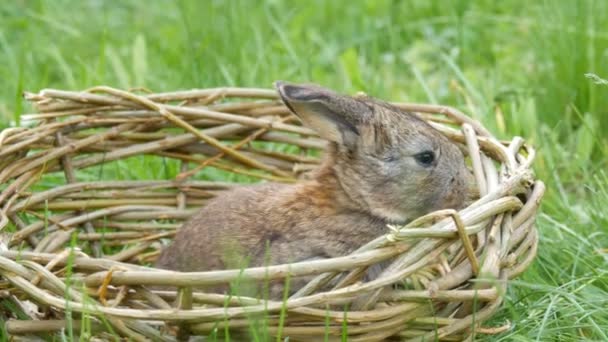 Pequeños recién nacidos divertidos de conejo gris de una semana de edad en un nido hecho a mano o cesta de mimbre sobre hierba verde en verano o primavera — Vídeos de Stock