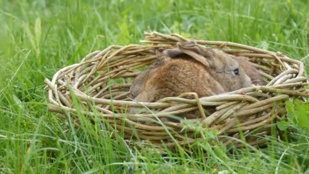 Little funny newborns of week old gray rabbit in a handmade nest or basket of wicker on green grass in summer or spring — Stock Video