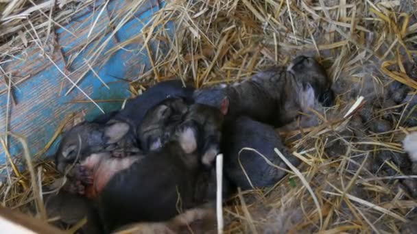 Ninho com um pequeno recém-nascido adormecido cego três dias coelhos — Vídeo de Stock