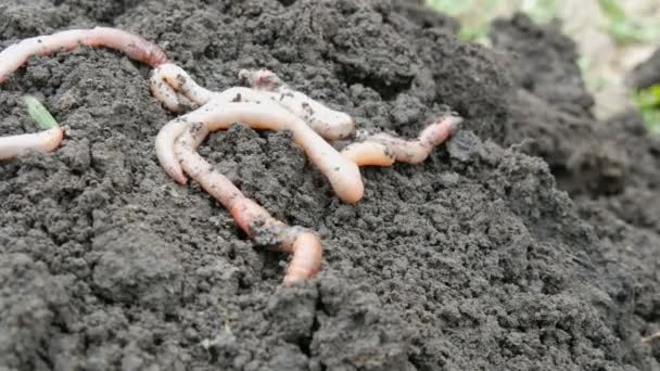 Große lange Regenwürmer liegen auf dem Boden — Stockvideo