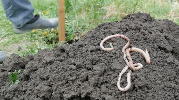 Grandes lombrices de tierra se encuentran en el suelo contra el telón de fondo del hombre cavando agujero con una pala — Vídeos de Stock