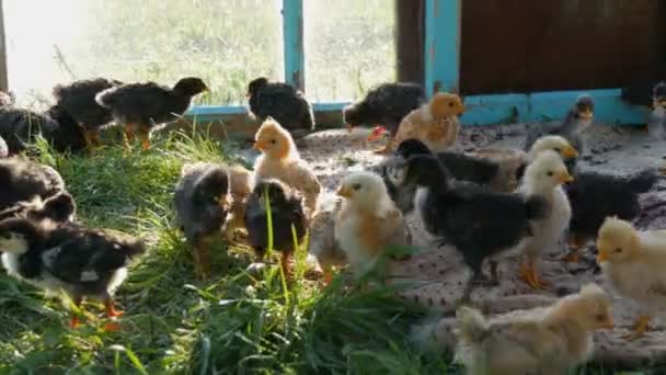 Dos semanas de edad recién nacidos divertidos pollos de color amarillo y negro con mechón están caminando sobre hierba verde — Vídeo de stock