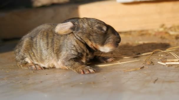 Pequeño conejo ciego recién nacido de tres días camina al sol en una jaula — Vídeo de stock
