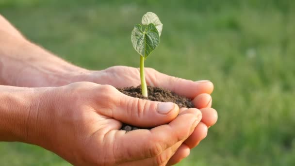 Farmer men hands hold the ground in which the sprouted bean sprout — Stock Video