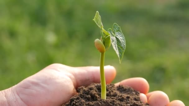 Farmer men hands hold the ground in which the sprouted bean sprout — Stock Video