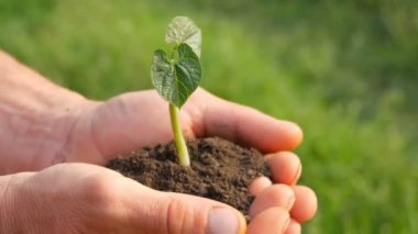 Çiftçi erkekler elleri hangi filizlenmiş fasulye filizi zemin tutun