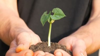 Çiftçi erkekler elleri hangi filizlenmiş fasulye filizi zemin tutun