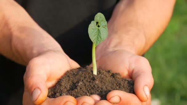 農家の男性の手は、芽生えた豆の芽が生える地面を保持します — ストック動画