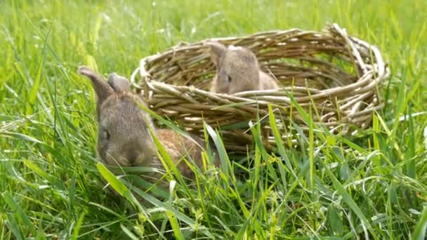 Two newborn little weekly cute fluffy bunnies in a wicker basket in green grass in summer or spring — Stock Video