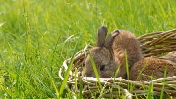 Two newborn little weekly cute fluffy bunnies in a wicker basket in green grass in summer or spring — Stock Video