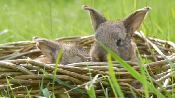 Deux nouveau-nés petits lapins moelleux mignons hebdomadaires dans un panier en osier dans l'herbe verte en été ou au printemps — Video