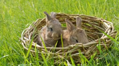 Yaz veya ilkbaharda yeşil çim bir hasır sepet iki yenidoğan küçük haftalık sevimli kabarık bunnies