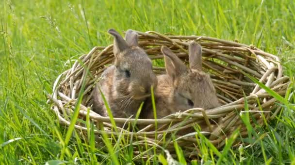 Twee pasgeboren kleine wekelijkse schattige pluizige konijntjes in een rieten mand in groen gras in de zomer of lente — Stockvideo