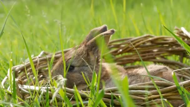 Один новонароджений маленький щотижневий милий пухнастий кролик у плетеному кошику в зеленій траві влітку або навесні — стокове відео