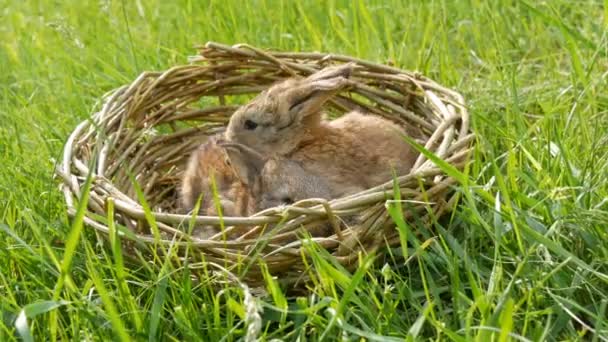 Two newborn little weekly cute fluffy bunnies in a wicker basket in green grass in summer or spring — Stock Video
