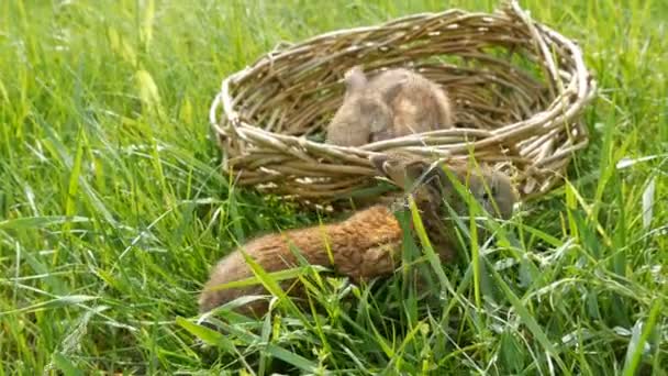 Two newborn little weekly cute fluffy bunnies in a wicker basket in green grass in summer or spring