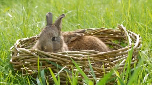 Un neonato piccolo settimanale simpatici coniglietti morbidi in un cesto di vimini in erba verde in estate o in primavera — Video Stock