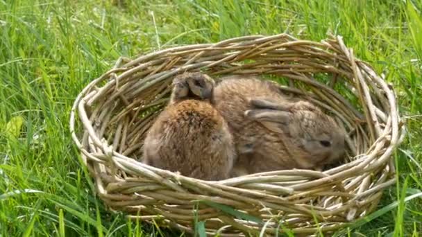 Dois recém-nascidos pequenos coelhinhos fofos semanais em uma cesta de vime na grama verde no verão ou na primavera — Vídeo de Stock