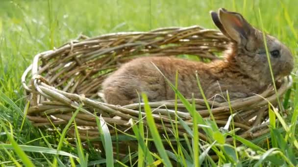 Jeden noworodek małe tygodniowe słodkie puszyste króliki w wiklinowym koszu w zielonej trawie latem lub wiosną — Wideo stockowe
