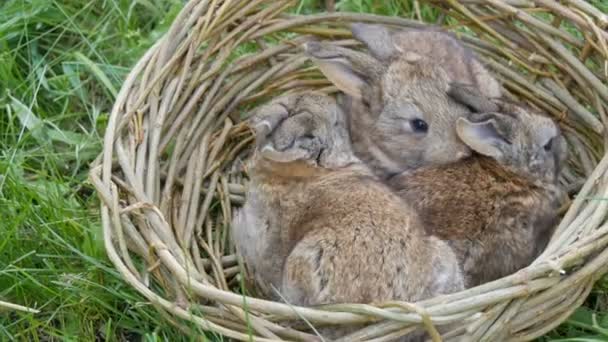 Little funny newborns of week old gray rabbit in a handmade nest or basket of wicker on green grass in summer or spring — Stock Video