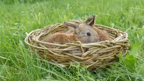 Małe śmieszne noworodki z tygodnia stary szary królik w ręcznie gniazdo lub kosz wikliny na zielonej trawie w lecie lub wiosną — Wideo stockowe