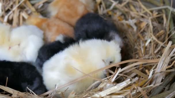 Pequeno recém-nascido de um dia de idade eclodiu galinhas fofas de cor amarela e preta no ninho de feno em um fundo de madeira — Vídeo de Stock