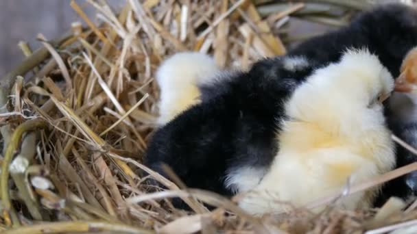 A kis újszülött egynapos kikelt bolyhos csirke sárga és fekete színű fészkében széna egy fából készült háttér — Stock videók