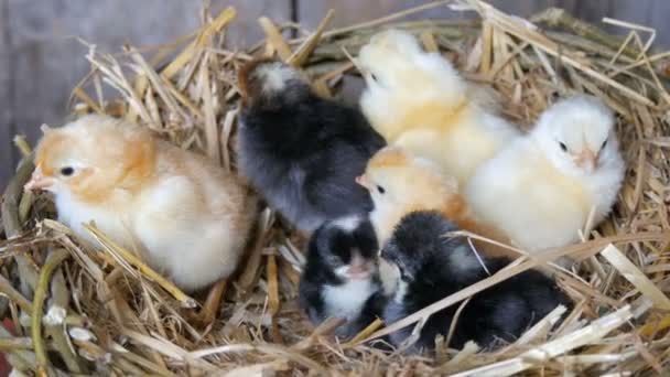 Pollos mullidos recién nacidos de un día de edad eclosionados de color amarillo y negro en el nido de heno sobre un fondo de madera — Vídeo de stock