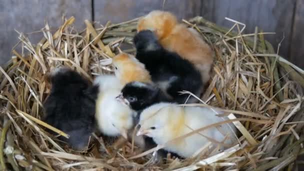 Pollos mullidos recién nacidos de un día de edad eclosionados de color amarillo y negro en el nido de heno sobre un fondo de madera — Vídeo de stock