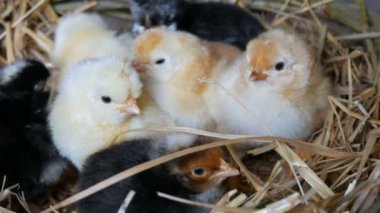 Küçük yenidoğan bir günlük ahşap bir arka plan üzerinde saman yuvasarı ve siyah renkli kabarık tavuk yumurtadan