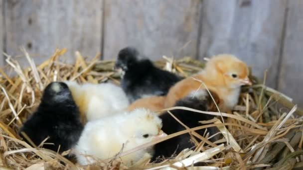 Piccolo neonato di un giorno covato polli soffici di colore giallo e nero nel nido di fieno su uno sfondo di legno — Video Stock