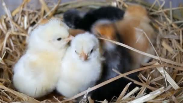 Malé čerstvě narozené staré načechrané kuřátka žluté a černé barvy v hnízdečku sena na dřevěném pozadí — Stock video