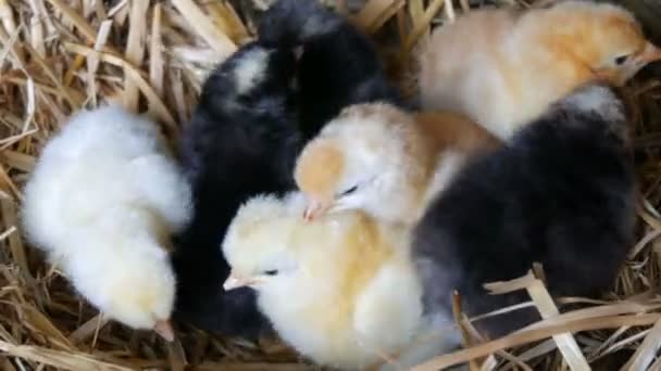 Small newborn one-day old hatched fluffy chickens of yellow and black color in nest of hay on a wooden background — Stock Video