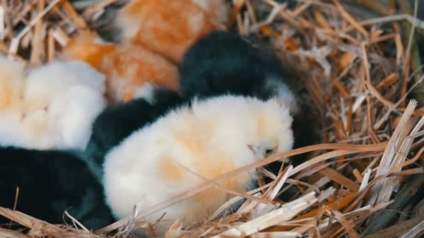 Pollos mullidos recién nacidos de un día de edad eclosionados de color amarillo y negro en el nido de heno sobre un fondo de madera — Vídeos de Stock