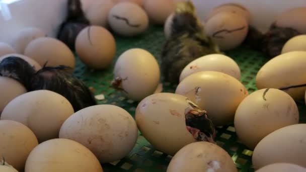 Pequeños recién nacidos todavía húmedos pollos blancos y negros rompen la cáscara de huevo junto a los huevos en la incubadora casera en la granja — Vídeos de Stock