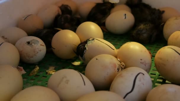 Kleine nog natte pasgeborenen witte en zwarte kippen breken eierschaal naast de eieren in huis incubator op de boerderij — Stockvideo