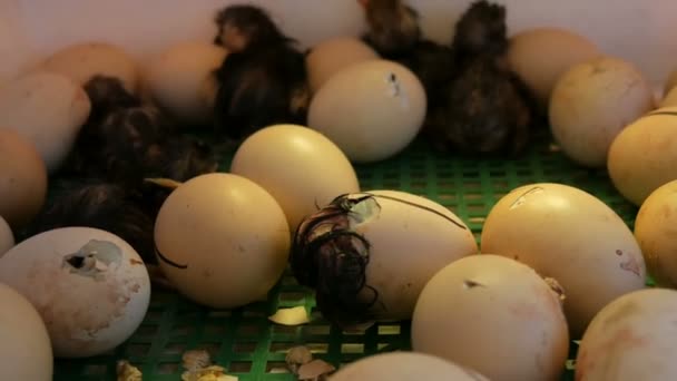 Pequeños recién nacidos todavía húmedos pollos blancos y negros rompen la cáscara de huevo junto a los huevos en la incubadora casera en la granja — Vídeo de stock
