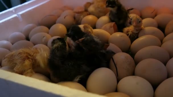 Piccoli neonati ancora bagnati polli bianchi e neri rompono guscio d'uovo accanto alle uova in incubatrice domestica in azienda — Video Stock